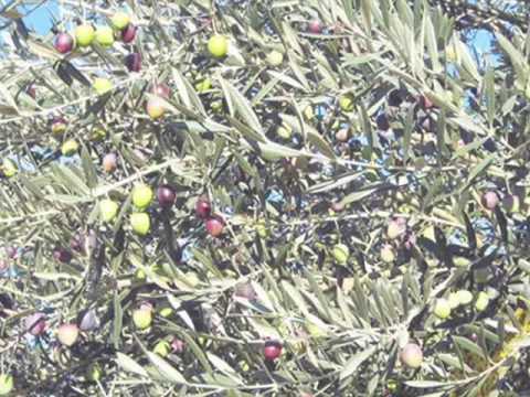 KLAPA  ŠIBENIK - MASLINA JE NEOBRANA