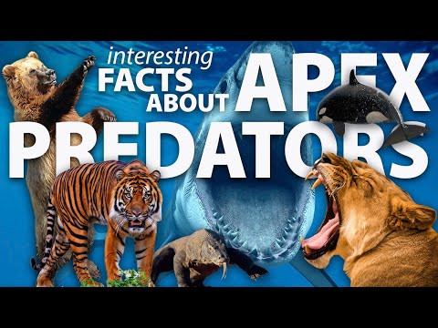 Interesting facts about Apex Predators