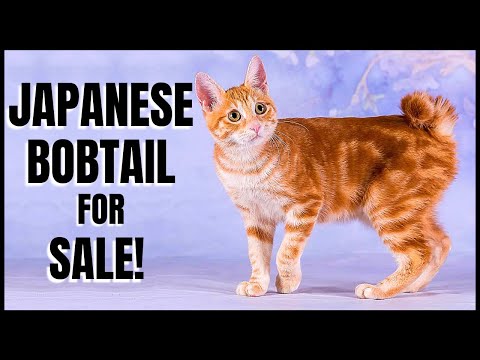 Japanese Bobtail for Sale!