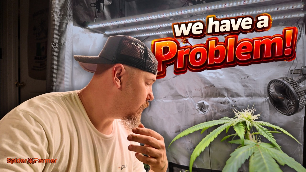 These PLANTS might have a HUGE PROBLEM!  |  Spider Farmer GGS