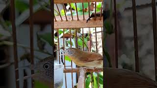 Download lagu jenggot mini gacor #kicaumonster #jenggotmini #jenggot #jenggotgacor #burungmasteran #birds #tweet mp3