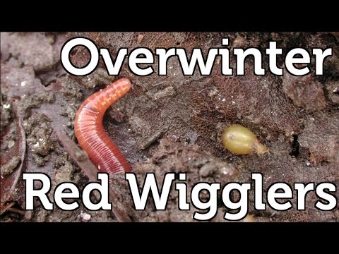 How to Overwinter Red Wiggler Composting Worms in your Garden