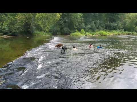 Dogs swimming