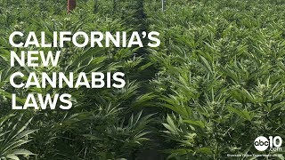 California’s New 2019 Cannabis Laws Explained | Pot Convictions & Marijuana Marketing