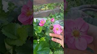 Download lagu Lovely Pink Flower Strawberry Variety mp3