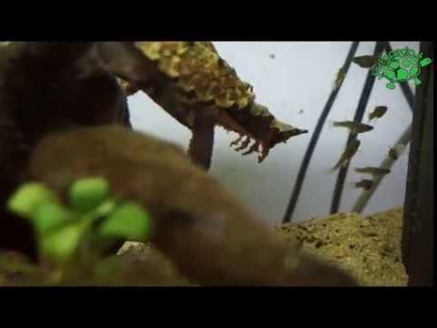 Due tartarughe "Mata mata" (Chelus fimbriatus) [Amazon form] cacciano gambusie