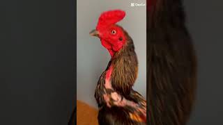 เร็ว แรง คม   #ไก่ชน40ล้าน #liveสดไก่ชน #Liveสดไก่ชนเงินล้าน ไก่ชน #แทงไก่ชนไม่ม