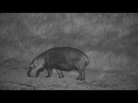 Djuma:  Hippo leaves the dam and goes off grazing - 01:40 - 05/09/19