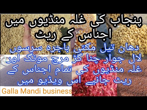 Today Galla Mandi Rates 11-12-2021.Makki Rates Till Bajra and corn Rates. Ghalla Mandi Business....