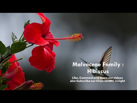 Malvaceae Family : Hibiscus