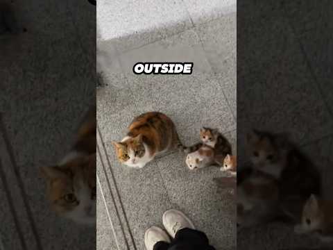 This stray cat brought her kittens to the woman who fed her ❤️