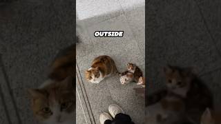This stray cat brought her kittens to the woman who fed her ❤️