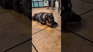 Video preview image #1 Bulldog-Unknown Mix Puppy For Sale in San Jose, CA, USA