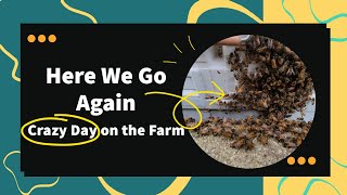 Weird Day on the Farm: Bee Swarm, Extra Queen Discovered and a Amish Bull