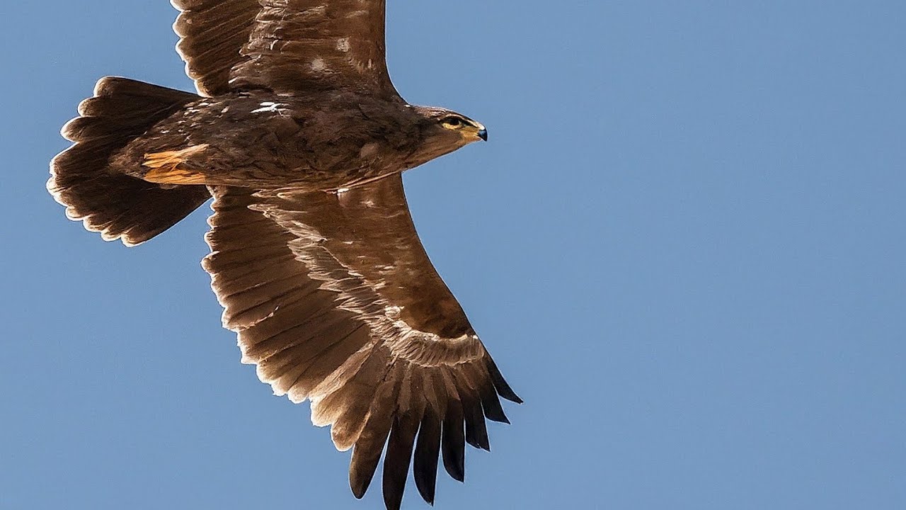 Greater Spotted Eagle in flight