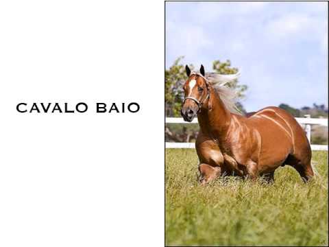 , title : 'CAVALO BAIO'