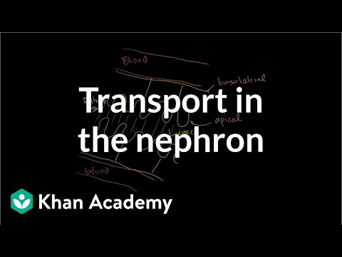 Secondary Active Transport in the Nephron 