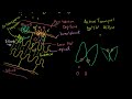 Secondary Active Transport in the Nephron Video Tutorial