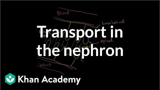 Secondary Active Transport in the Nephron