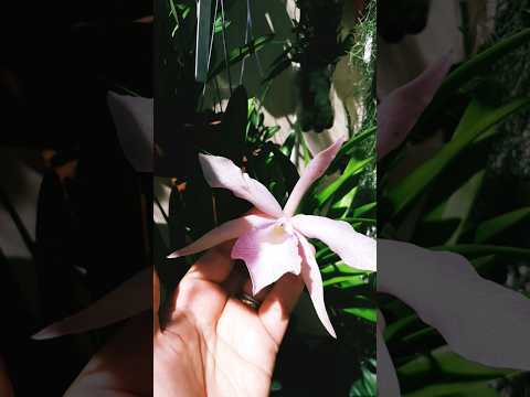 Cattleya linda Jimmy cricket X Cattleya Pão de Açúcar e cattleya Pedra da Gávea 🥰