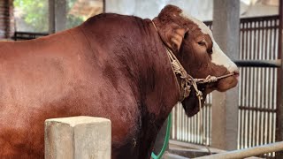 Download lagu Long Time No See, Turns Out This Is What the BSF Universe Is Like🔥🔥🔥 mp3