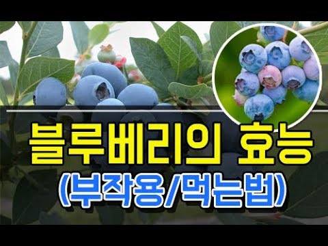 , title : '블루베리의 놀라운 효능 부작용 그리고 먹는방법은? blueberry efficacy'