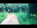 Elephant Attack At Wasgamuwa National Park Sri Lanka