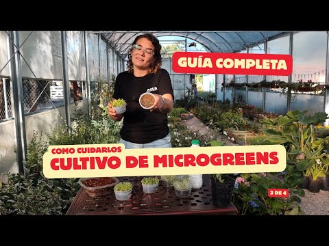 Luz, riego y temperatura en microgreens | Cómo saber si están sanos o enfermos 🌞💧 SERIE 3 de 4