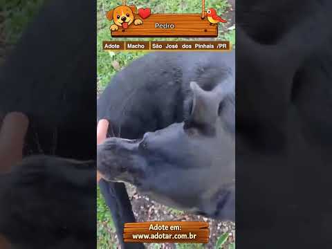 Vídeo de Pedro