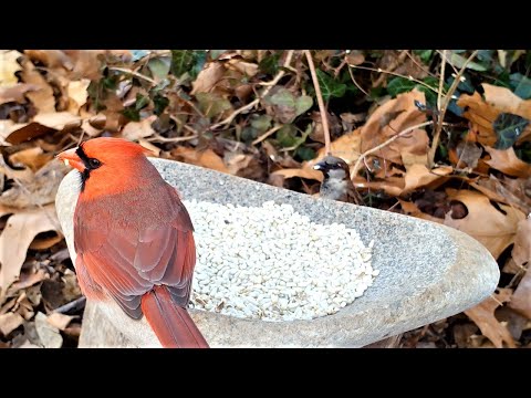 image-Why is safflower bird seed so expensive?