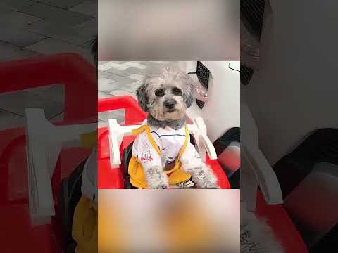 Anjing Cerdas yang Menyelamatkan Hari 🐶💖🚗