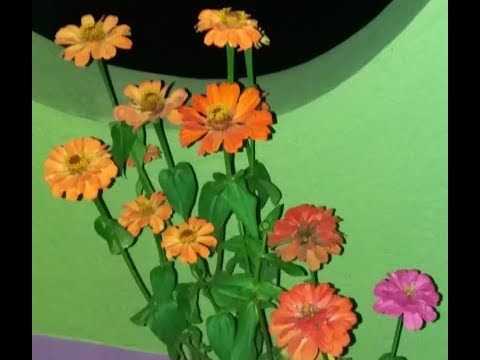 zinnia care and tips| जीनिया प्लांट के बारे में पूरी जानकारी