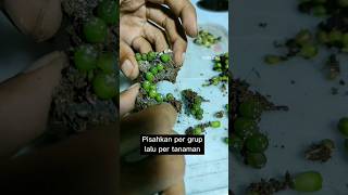 Bikin Mata Pedes, Menata Bayi Astrophytum asterias #astrophytum #aridzona #kaktus