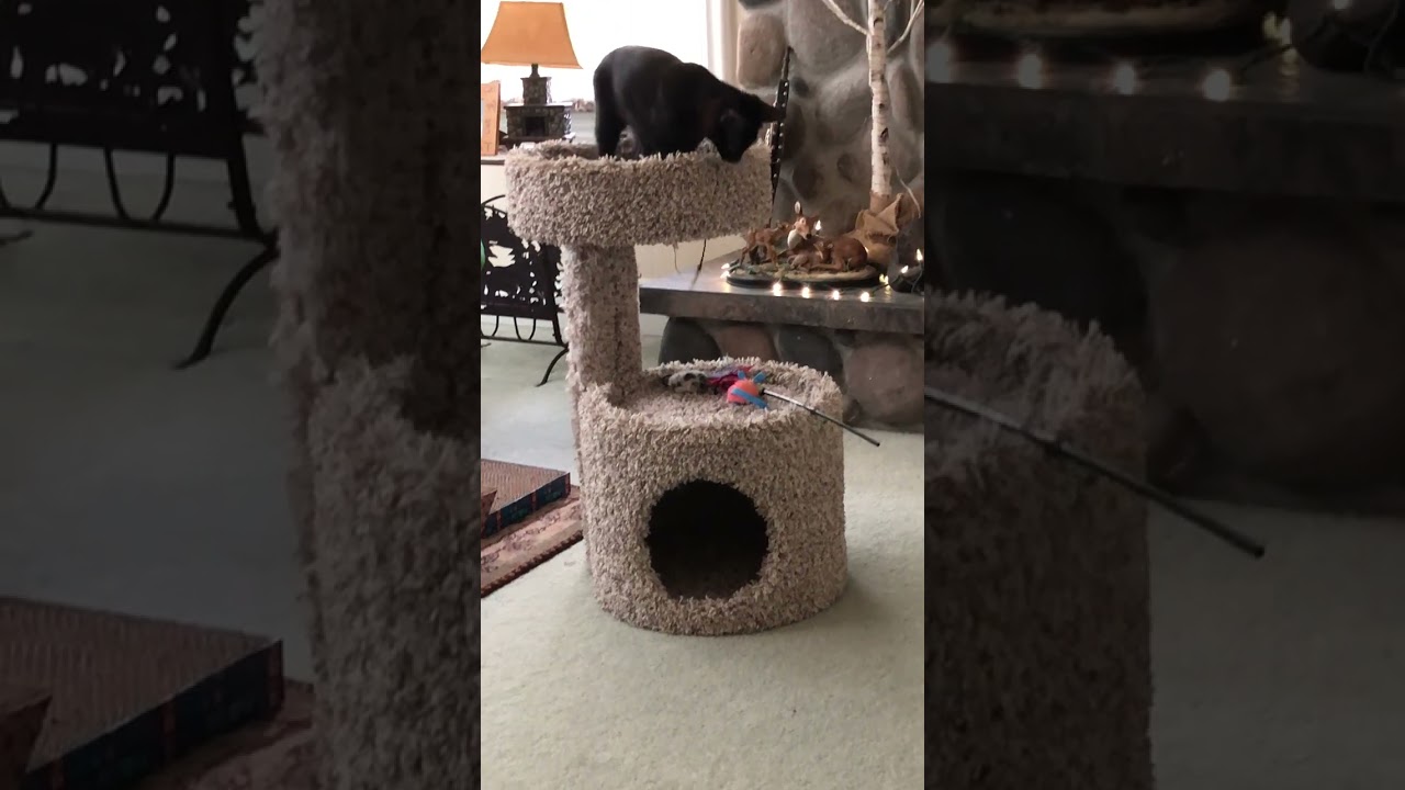 My Tiny Dancer, a ADOPTABLE mixed breed in Eagle Point, OR video 3/6