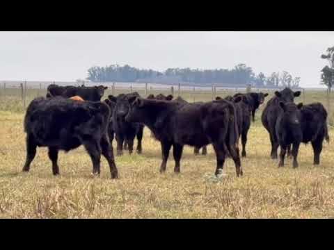80 TERNEROS 190KG TRES ARROYOS