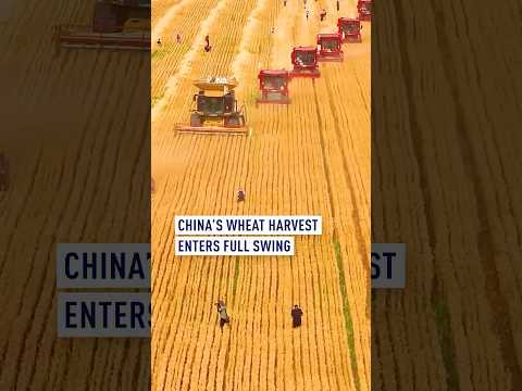 China's wheat harvest enters full swing