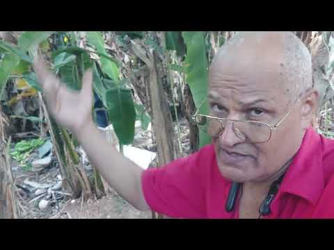 A minha alma anseia para fazer carência com Banana pelas Ruas Ouro Preto Do Oeste-RO#queromoranaroça