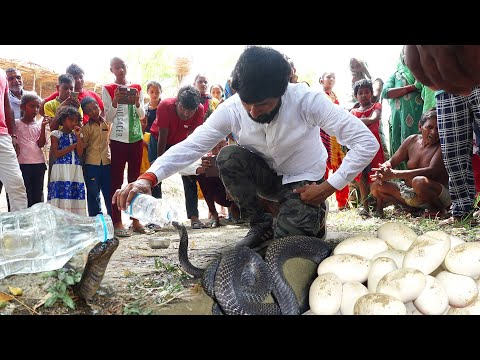 सावन के पावन महीने में ऐसा अद्भुत नजारा बहुत कम देखने को मिलता है!🤔 Venomous Cobra & 15 egg Rescue