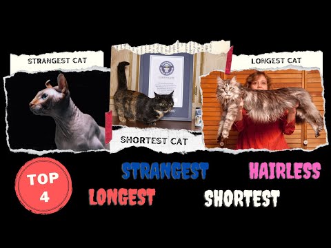 Top 4 strangest cats breeds | (Subtitles are available)