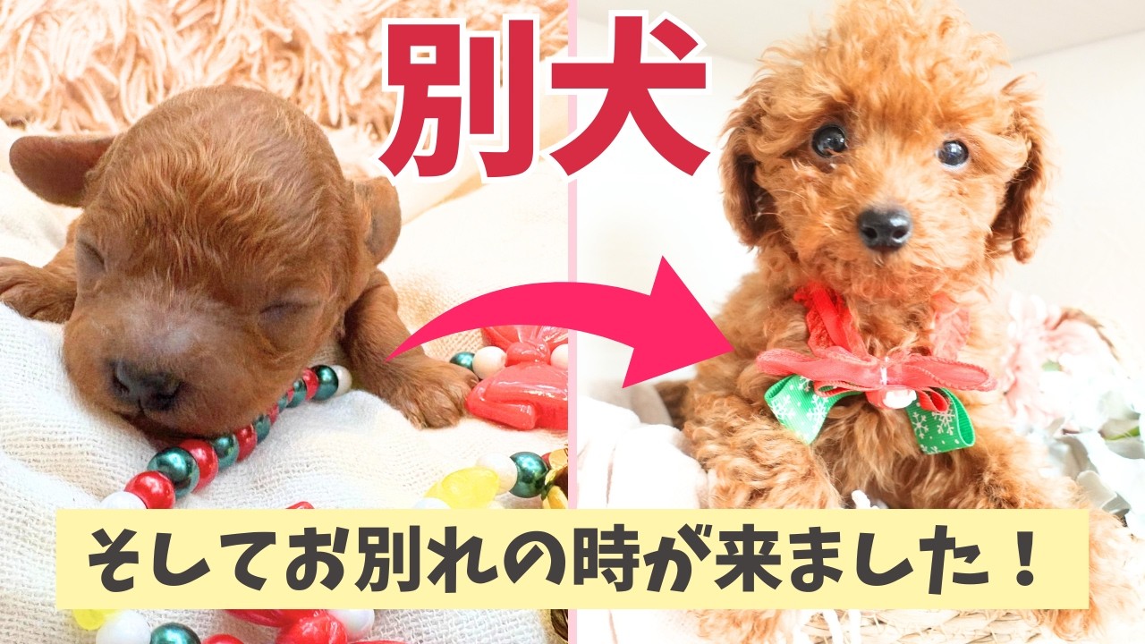 2ヶ月で別犬に…子犬の成長が早すぎた！新しい家族と対面です‼︎家族募集中の子も・・