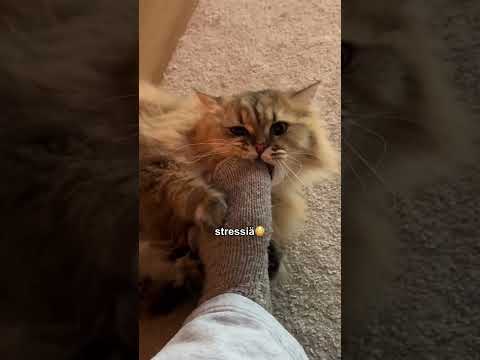 Pro tip jos sun kissa maukuu öisin 😼