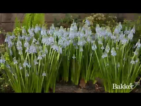 Timelapse - Pärlhyacint