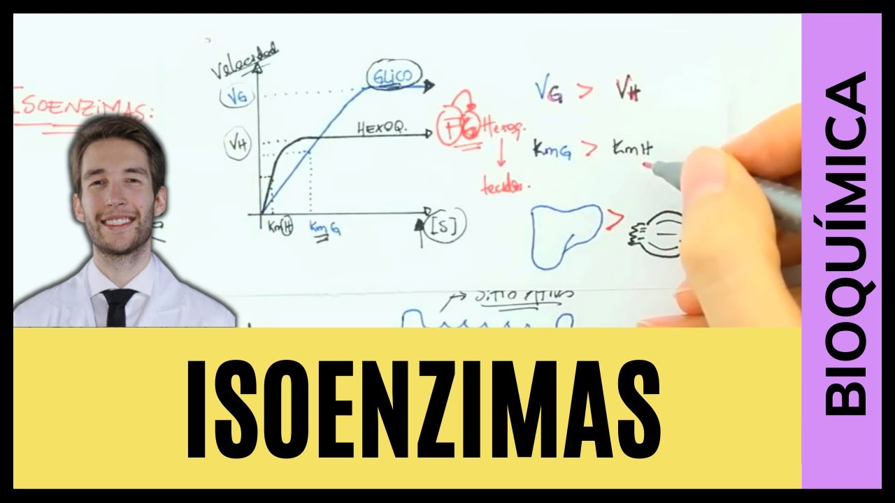 ISOENZIMAS - HEXOQUINASE vs. GLICOQUINASE