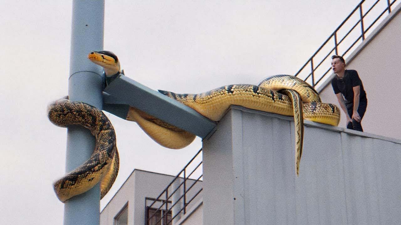 25 Biggest Creatures Ever Caught On Camera !