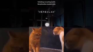 Download lagu Story wa sad kucing mp3