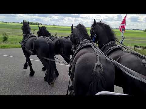 Stal Okkema's Albert, Delmer, Zeger and Willem