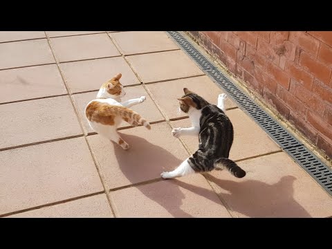 My Cats Vs Intruder Cats | 4K
