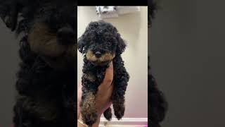 Video preview image #1 Poodle (Miniature) Puppy For Sale in WALDORF, MD, USA