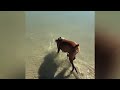 The Short Adventure Of Sasha And Sophie The Wonder Dog