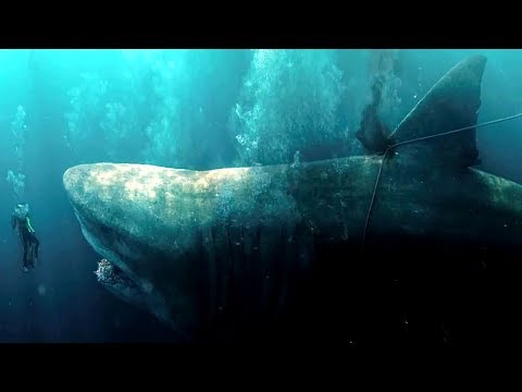 The Meg Tribute